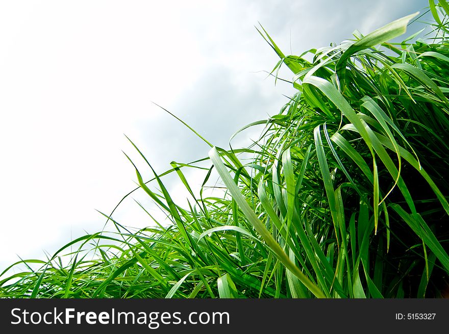 Decorative grass on clouds background