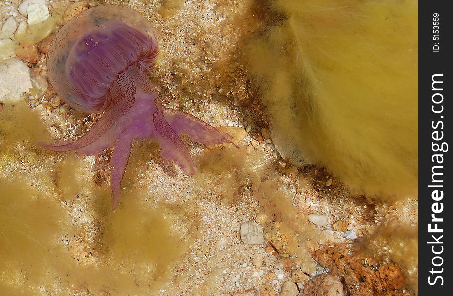 A close up of jellyfish in Sardinian sea, in Tavolara island