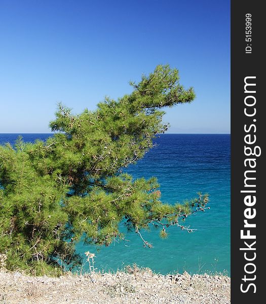 Spruce overlooking the sea, landscape against the backdrop of the sea. Spruce overlooking the sea, landscape against the backdrop of the sea