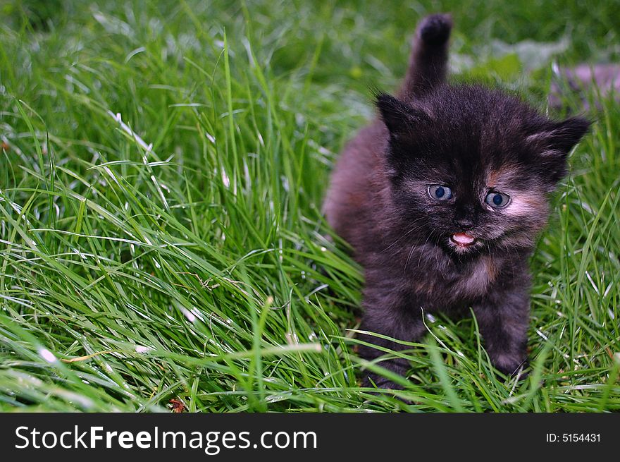 Grey And Black  Kitten In Grass