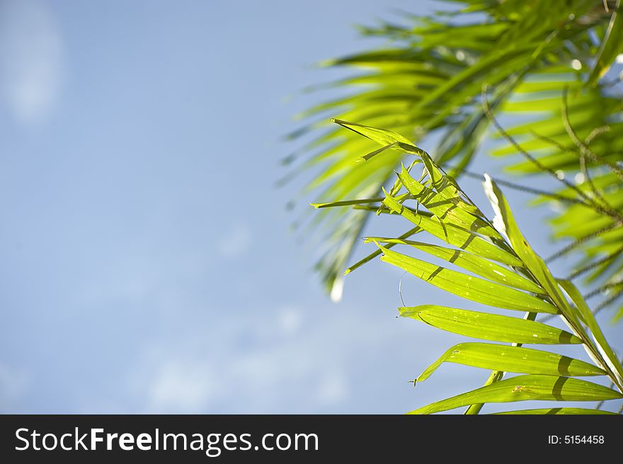 Palm Leafs And Blue Sky