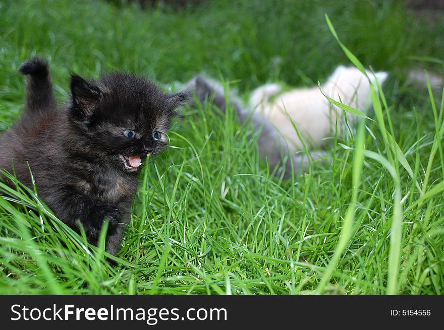 One month old kittens kitten having thier first walk in grass. One month old kittens kitten having thier first walk in grass