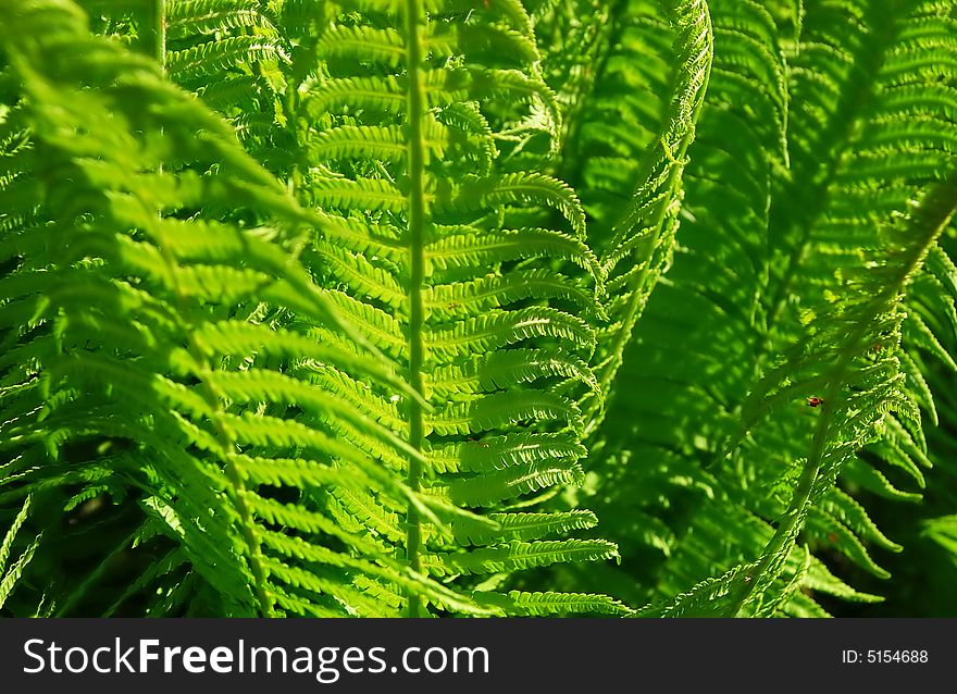 Fern fresh leaves in the forest sunny place. Early summer.