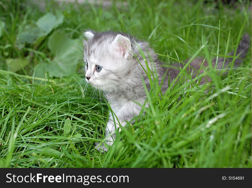 Grey kitten in grass