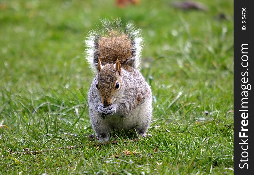 Wild Grey Squirrel eating a nut on a lawn. Wild Grey Squirrel eating a nut on a lawn