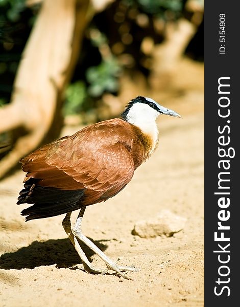 African jacana - strange bird with huge feet