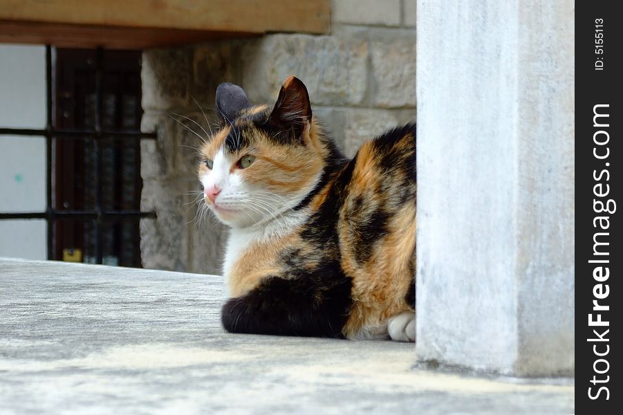 Colors cat on the rock