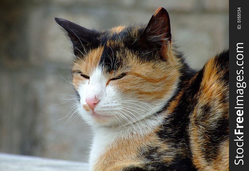 Cat sleep on the rock