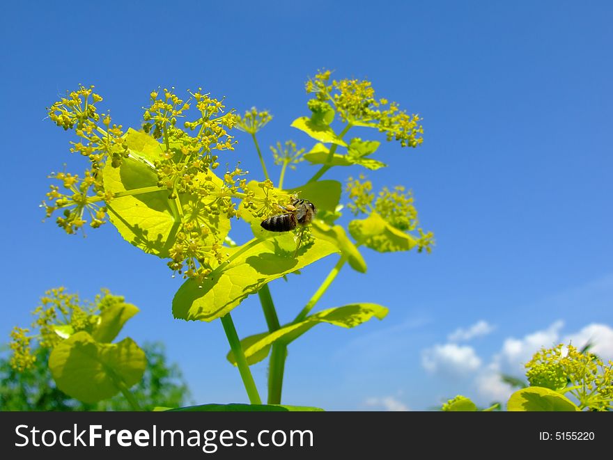 A Bee hovering while collecting pollen. A Bee hovering while collecting pollen