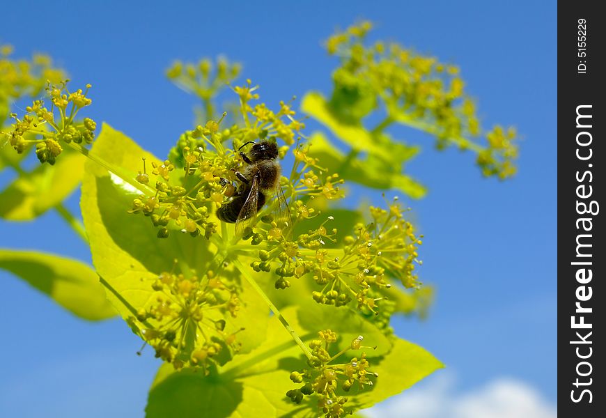 A Bee hovering while collecting pollen