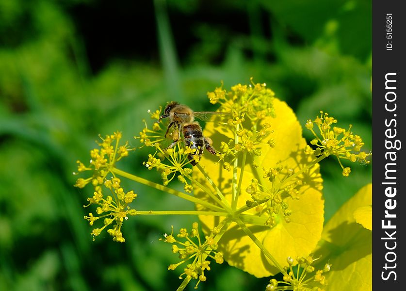 A bee collecting pollen in flowers. A bee collecting pollen in flowers