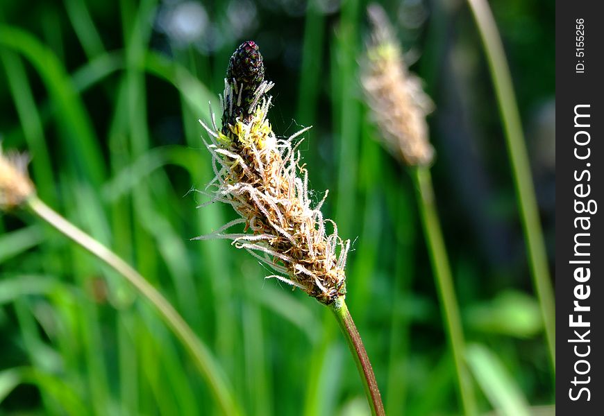 Wild flower macro in green background