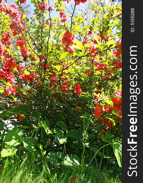 Bush with red flower in the garden