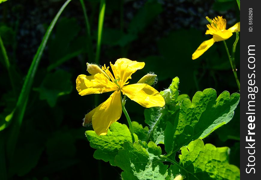 Yellow wild flower with green leaf. Yellow wild flower with green leaf