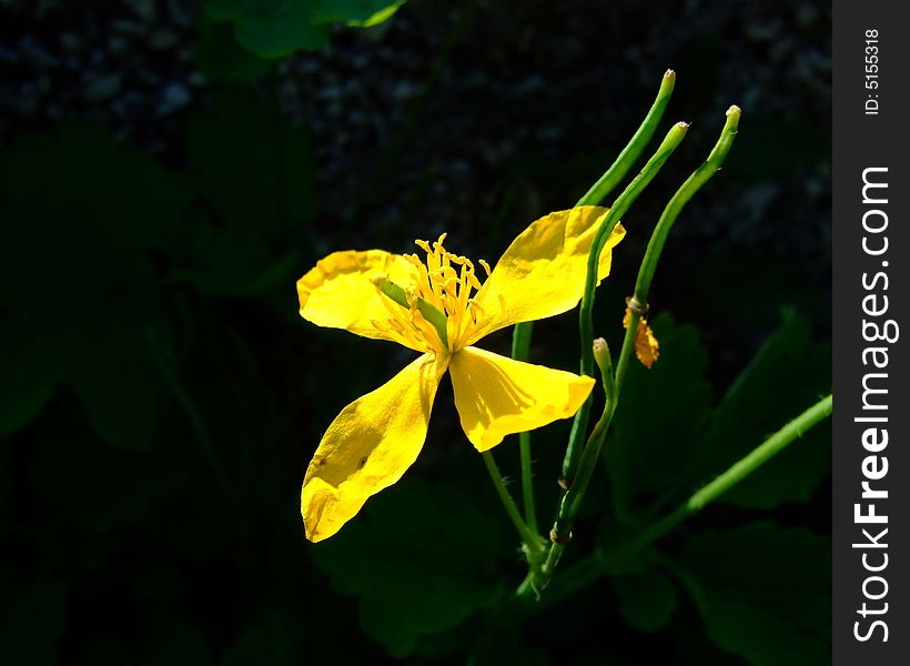 Wild yellow flower in macro