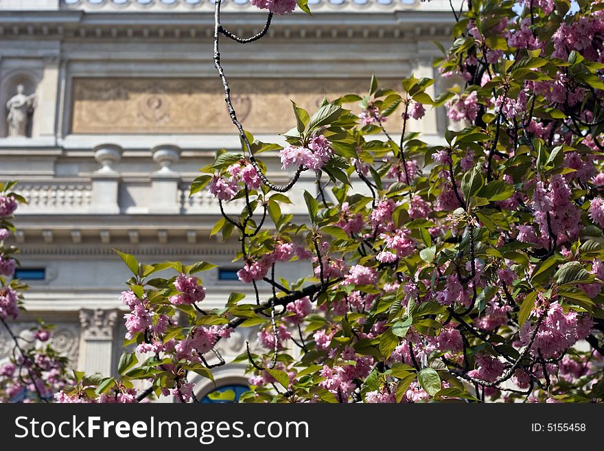 Spring blossoms with the elegant Alteoper in Frankfurt behind. Selective focus on blossoms. Spring blossoms with the elegant Alteoper in Frankfurt behind. Selective focus on blossoms.