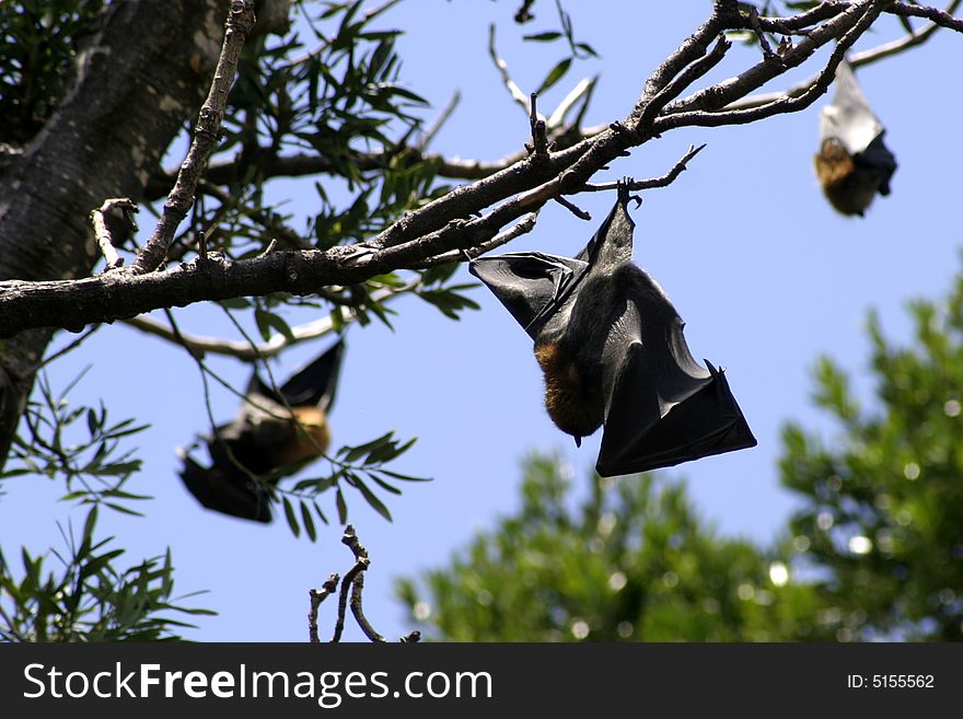 A Flying Fox stretches its wings in the Botanical Gardens in Sydney