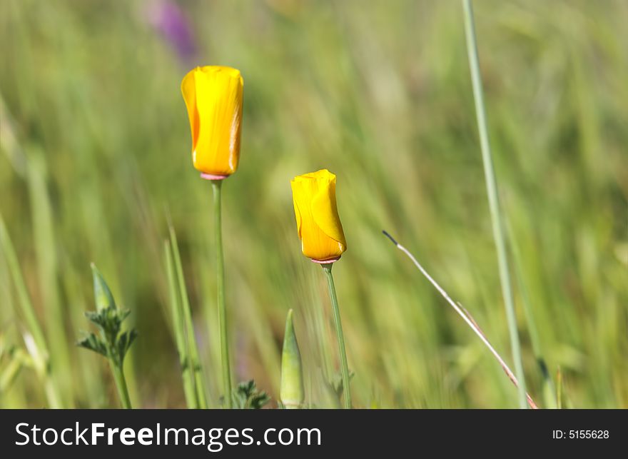 Close-up of california poppy in california.usa