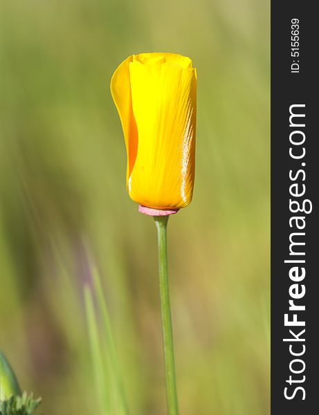 Close-up of california poppy in california.usa