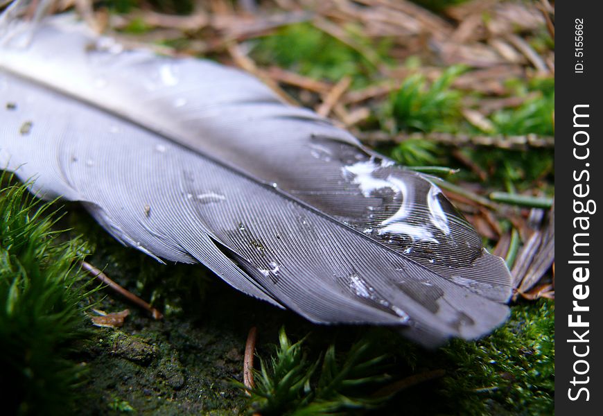 Feather with drops and moss and needles in woodland