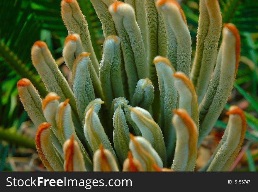 The leaves of Cycas revoluta in a garden of china. The leaves of Cycas revoluta in a garden of china