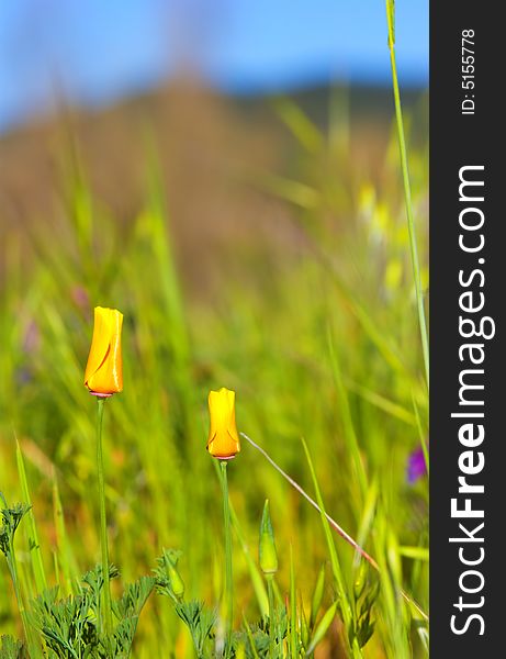 Close-up of california poppy in california.usa