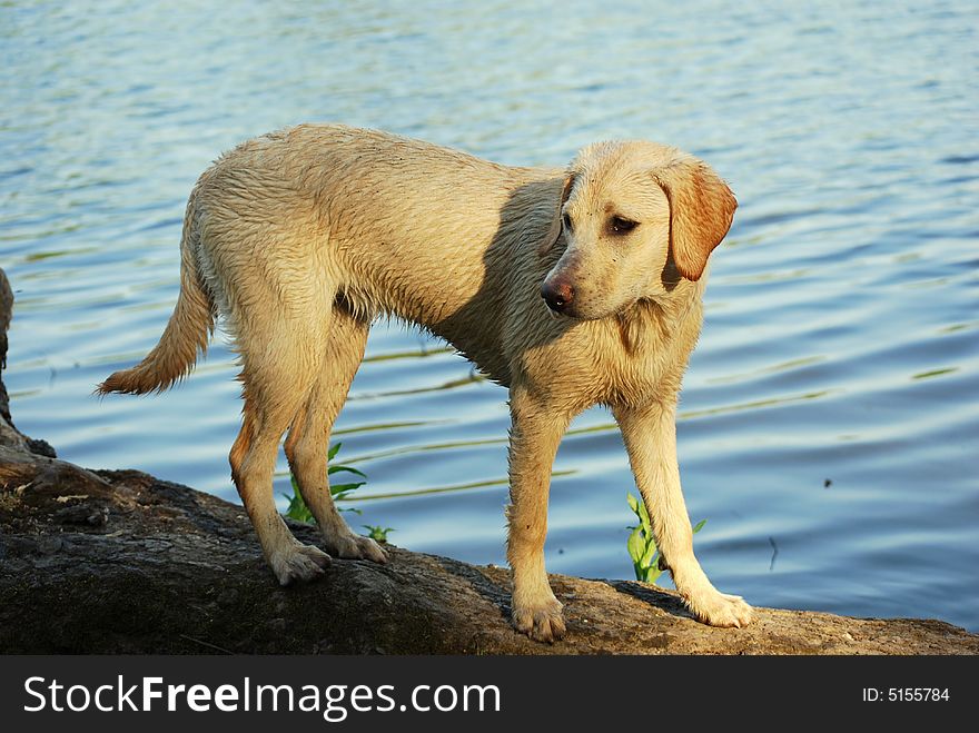 Shot of a labrador puppy after she has done her favourite thing- swimming!. Shot of a labrador puppy after she has done her favourite thing- swimming!