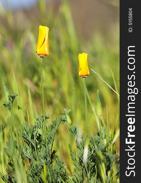 Close-up of california poppy in california.usa