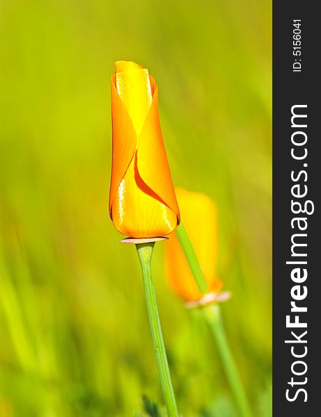 Close-up of california poppy in california.usa