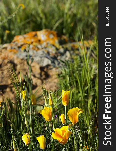 Close-up of california poppy in california.usa