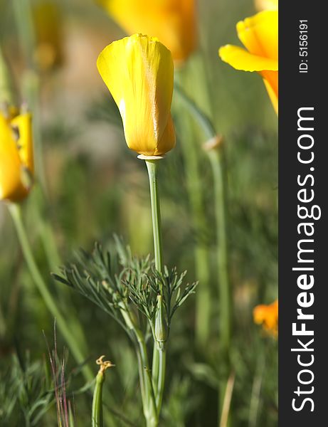 Close-up of california poppy in california.usa