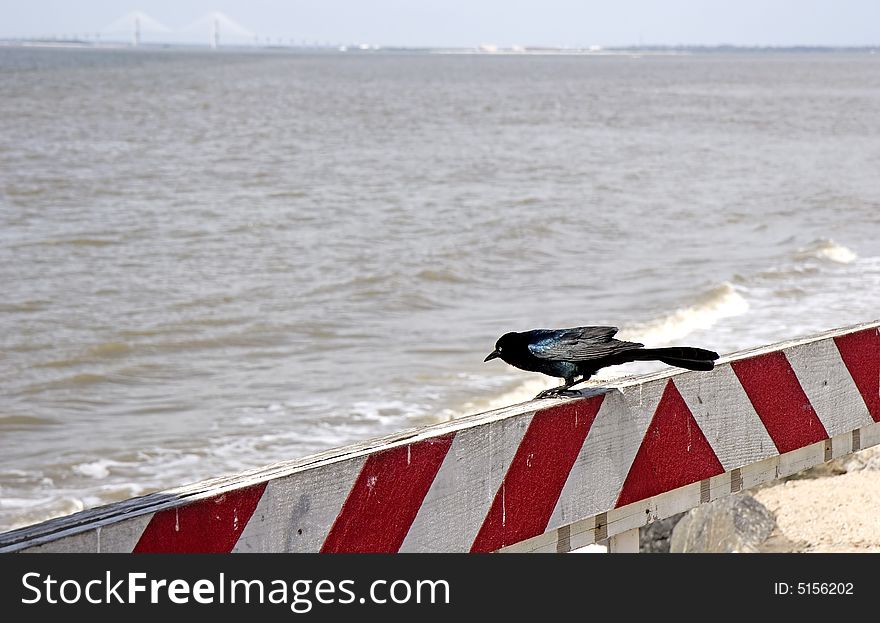 A coastal blackbird sitting on a red and white warning barrier. A coastal blackbird sitting on a red and white warning barrier