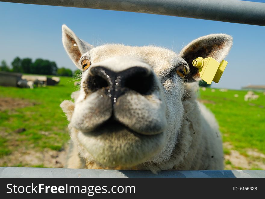 A funny sheep with its head in the Camera