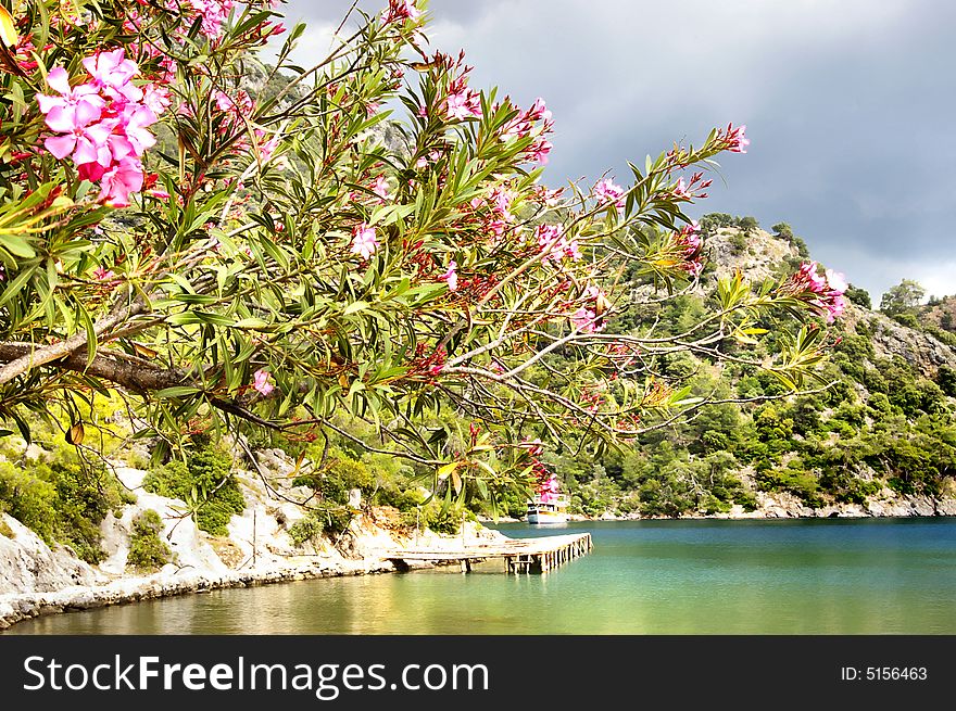 Pictorial scene with blooming trees on the rocky each. Pictorial scene with blooming trees on the rocky each