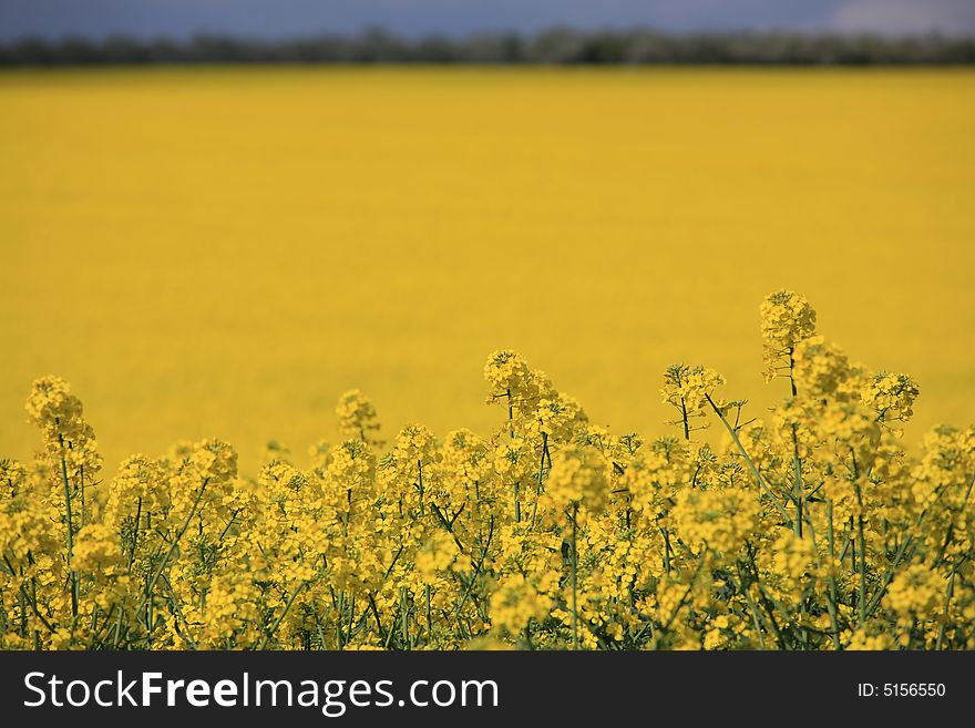 Yellow Field With Upper Strip