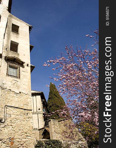 Old house and almond tree