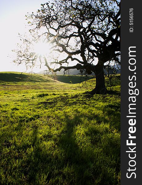 A silhouette of a oak tree at point mugu state park in the santa monica Mountain, california. usa