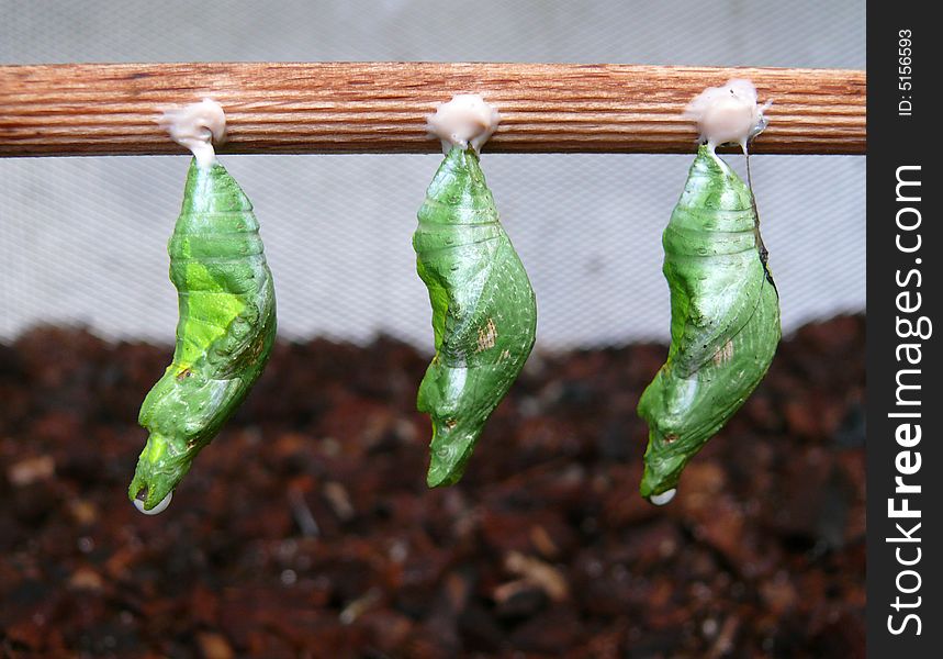 Detail of a chrysalises of a tropical butterfly. Detail of a chrysalises of a tropical butterfly