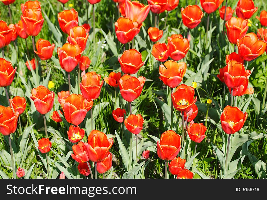 Arrangement of red tulips in sunlight