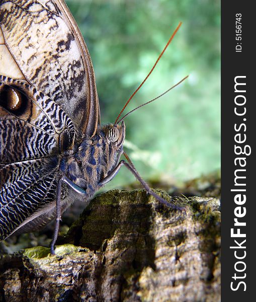 Portrait of a sitting tropical butterfly