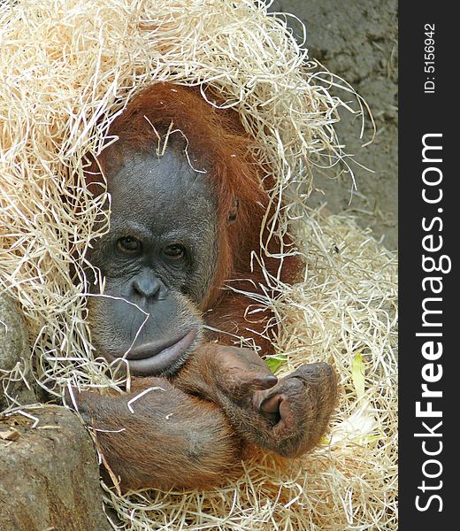 Lying Orang-utan in straw in zoo Prague in Czech republic