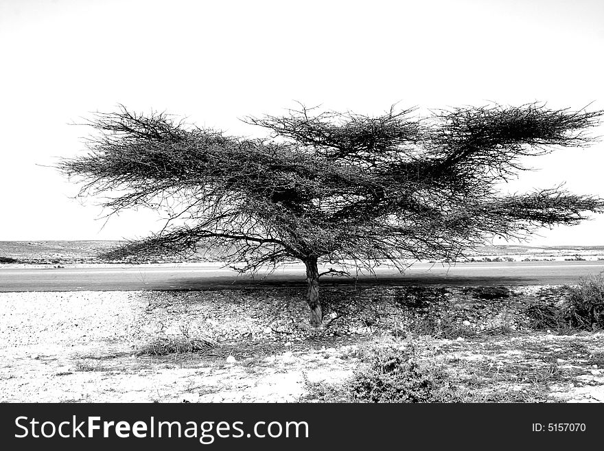 A tree in black and white. A tree in black and white