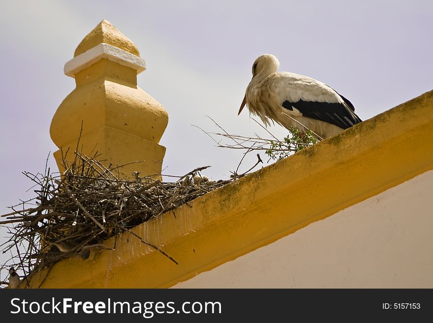 Stork in top of roof