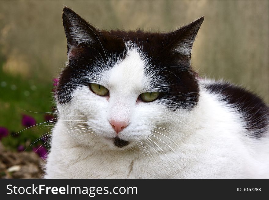 Portrait of beautiful european cat