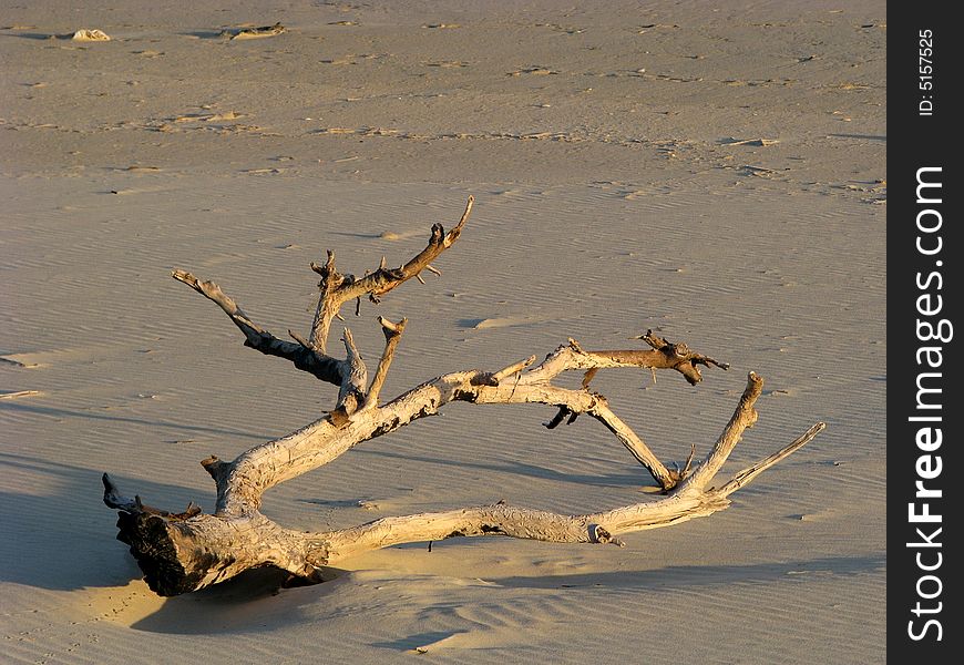 Drifwood washed up onto the sand. Drifwood washed up onto the sand