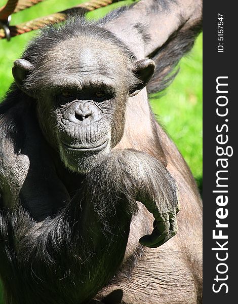 Chimp relaxing in the sun