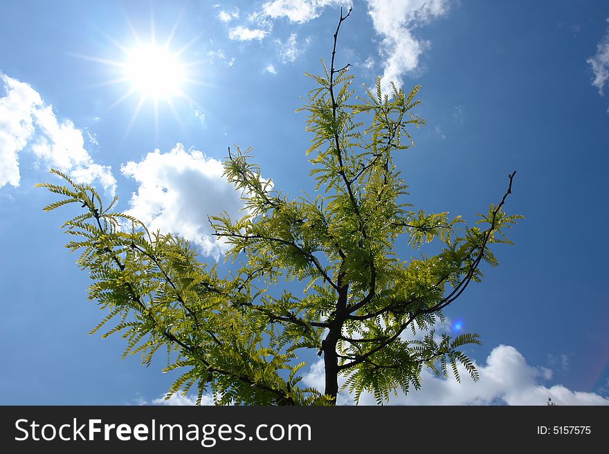 Green tree leaves against the blue sky