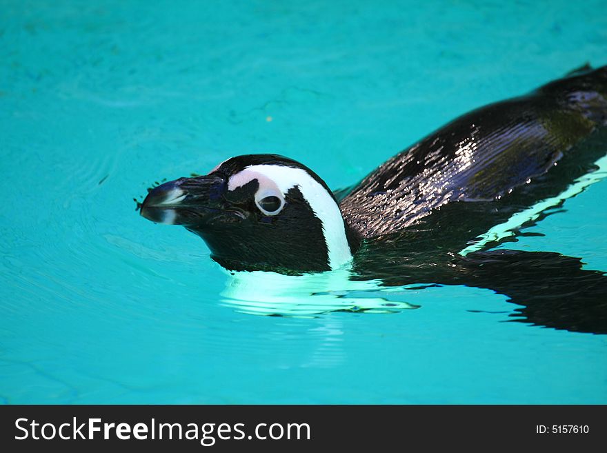 Penguin swimming in blue water