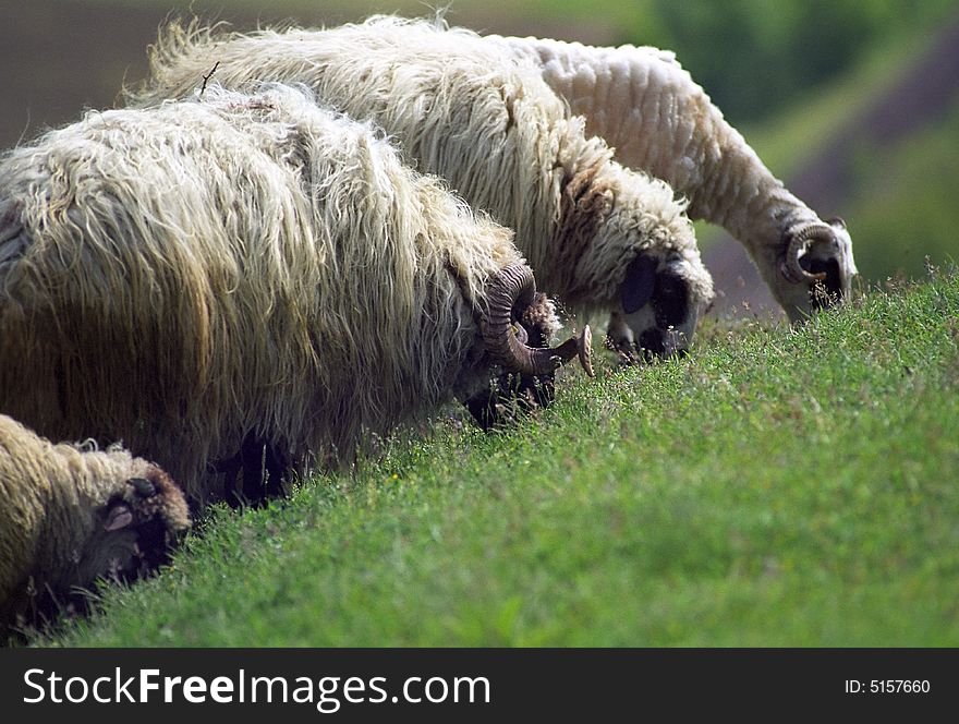 Feeding sheep on Mures Valley, Romania