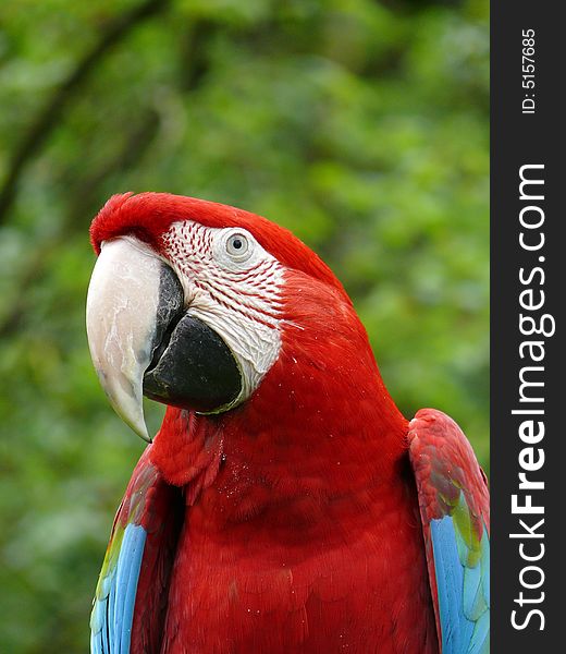 Portrait of green-winged macaw in zoo Prague in Czech republic (Ara chloroptera)